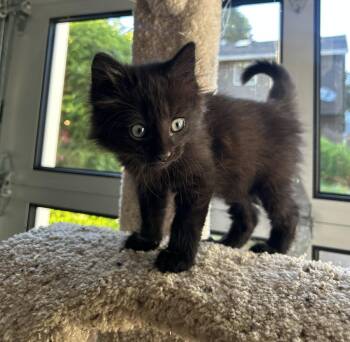 TOMMY - Fluffy and Sweet Kitten -  Domestic Medium Hair Cat for Adoption in Hillsboro, Oregon - TOMMY - Fluffy And Sweet Kitten | PetCurious