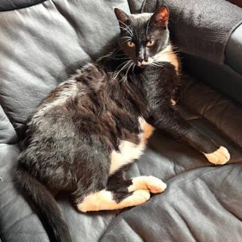 Zach -  Domestic Short Hair Cat for Adoption in Lake Panasoffkee, Florida - Zach | PetCurious