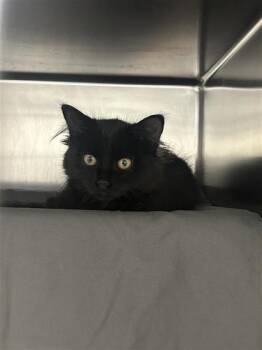 Poivre -  Domestic Short Hair Cat for Adoption in Montreal, Quebec - Poivre | PetCurious