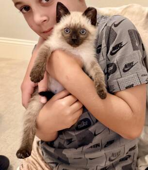 Julian -  Siamese Cat for Adoption in Gilroy, California - Julian | PetCurious