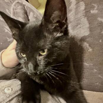 Merry -  Domestic Short Hair Cat for Adoption in Sonora, California - Merry | PetCurious