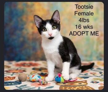 Tootsie - Sweet and affectionate -  Domestic Short Hair Cat for Adoption in Muskego, Wisconsin - Tootsie - Sweet And Affectionate | PetCurious