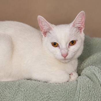 Celeste -  Domestic Short Hair Cat for Adoption in Hopewell, Virginia - Celeste | PetCurious