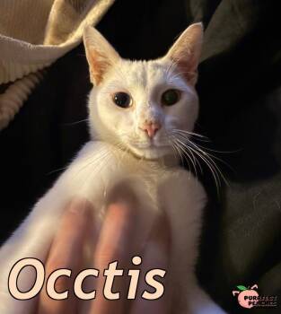 Domestic Short Hair Cats Available for Adoption - Occtis | PetCurious
