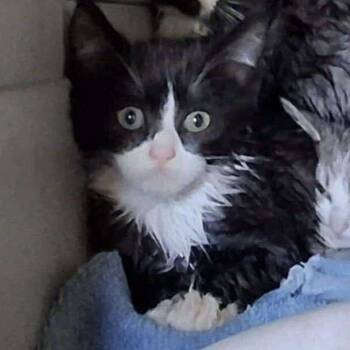 Rescue Domestic Short Hair Cats for Adoption in Woodstock, Virginia - Stock May | PetCurious