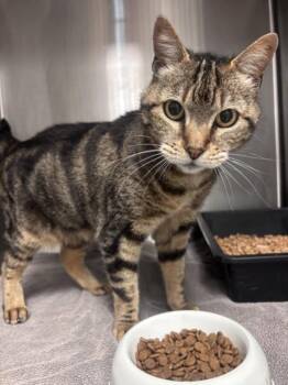 GALADRIEL -  Domestic Short Hair Cat Available for Adoption in Norco, California - GALADRIEL | PetCurious