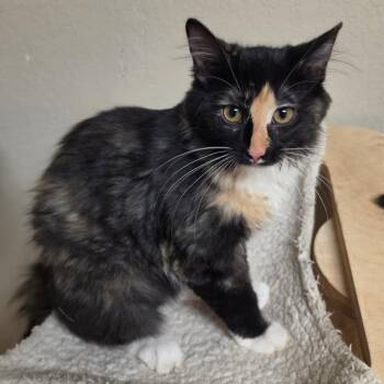 Nellie -  Domestic Medium Hair Cat for Adoption in Houston, Texas - Nellie | PetCurious