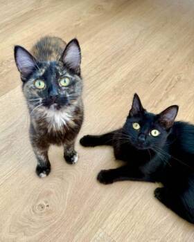Domestic Short Hair Cats Available for Adoption - Karen Wheeler | PetCurious