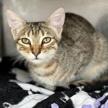 Domestic Short Hair Cats Available for Adoption - Alysia Liu | PetCurious