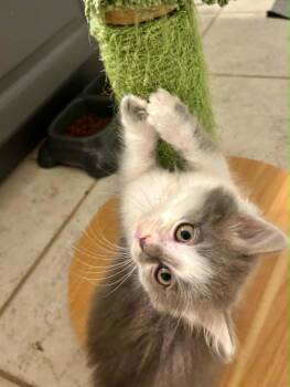 Bernard -  Domestic Medium Hair Cat for Adoption in Overland Park, Kansas - Bernard | PetCurious