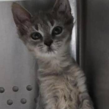 Rescue Domestic Short Hair Cats for Adoption in Orange, Virginia - Spock | PetCurious