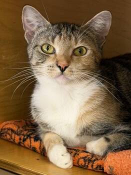 Captain Phasma -  Domestic Short Hair Cat for Adoption in Bellevue, Washington - Captain Phasma | PetCurious