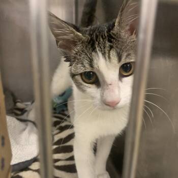 Dee Dee -  Domestic Short Hair Cat for Adoption in West Palm Beach, Florida - Dee Dee | PetCurious