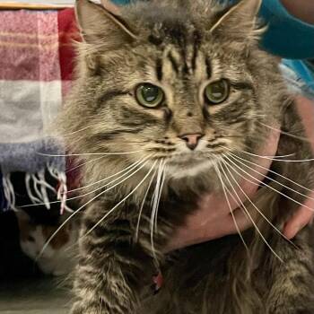 Domestic Long Hair Cats Available for Adoption - Falan | PetCurious