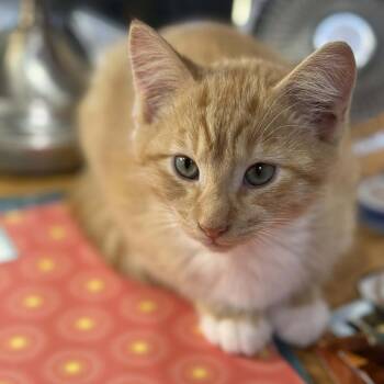 Domestic Medium Hair Cats Available for Adoption in Belfair, Washington - Red | PetCurious
