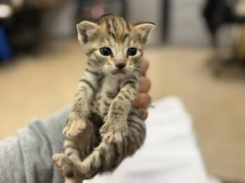 Domestic Short Hair Cats Available for Adoption in Doral, Florida - DIVA | PetCurious