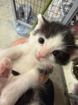 Domestic Short Hair Cats Available for Adoption in Williamsburg, Iowa - Brownie (Available Est 6/26/26) | PetCurious