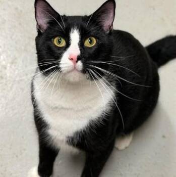 Oreo -  Domestic Short Hair Cat for Adoption in Rochester, Minnesota - Oreo | PetCurious