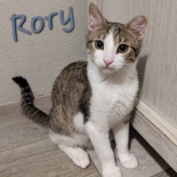 Rescue Domestic Short Hair Cats for Adoption in Layton, Utah - Rory | PetCurious