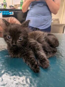 Samuel -  Domestic Short Hair Cat for Adoption in Mobile, Alabama - Samuel | PetCurious