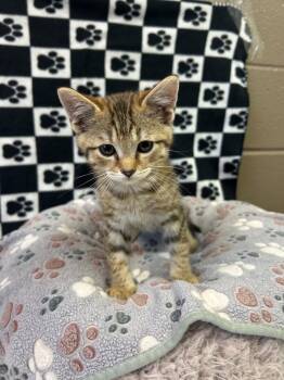 Sailor -  Domestic Short Hair Cat for Adoption in New Cumberland, West Virginia - Sailor | PetCurious