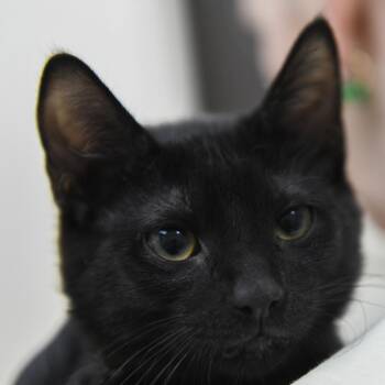 Bramleby -  Domestic Short Hair Cat for Adoption in Redwood City, California - Bramleby | PetCurious
