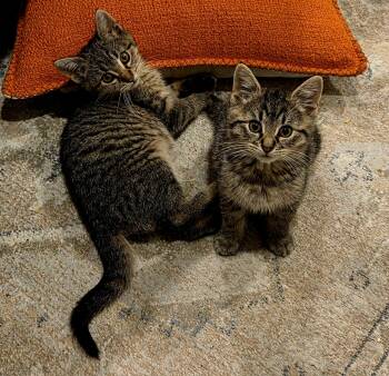 Rescue Domestic Short Hair Cats for Adoption in Wading River, New York - Bart | PetCurious