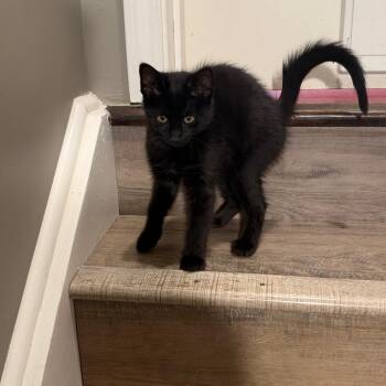 Dean -  Domestic Short Hair Cat for Adoption in Georgetown, Kentucky - Dean | PetCurious