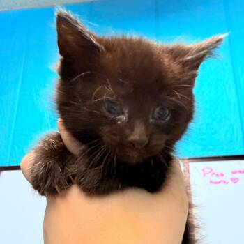 Macan -  Domestic Medium Hair Cat for Adoption - Macan | PetCurious