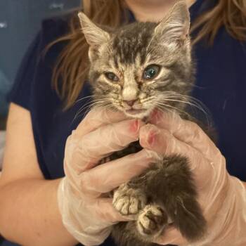 Rapunzel -  Domestic Short Hair Cat for Adoption in Newark, New Jersey - Rapunzel | PetCurious