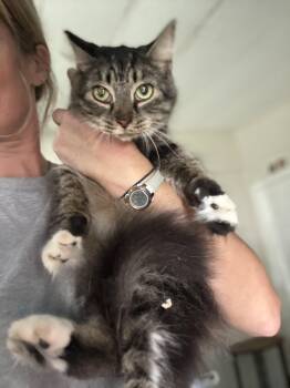 Callie (long fur) owner passed (see video) -  Domestic Long Hair Cat for Adoption in Port Orange, Florida - Callie (long Fur) Owner Passed (see Video) | PetCurious