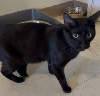 Three and a half legged Denzel -  Domestic Short Hair Cat for Adoption in Moline, Illinois - Three And A Half Legged Denzel | PetCurious