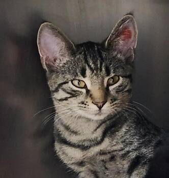 Domestic Short Hair Cats Available for Adoption - Heart Throb | PetCurious