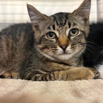 Oliver -  Domestic Short Hair Cat for Adoption in Harrisville, West Virginia - Oliver | PetCurious