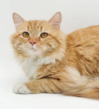 Maine Coon and Tabby Cats Available for Adoption in Bedford Hills, New York - Batman Is Here To Save The Day!  VIDEO TOO Of This Squishy Love  | PetCurious