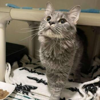 Domestic Medium Hair Cats Available for Adoption in Winthrop, Maine - Moth | PetCurious