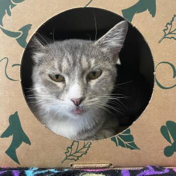 Ellie -  Domestic Short Hair Cat for Adoption in Saint Charles, Missouri - Ellie | PetCurious