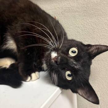 Flocco -  Domestic Short Hair Cat for Adoption in Yuma, Arizona - Flocco | PetCurious