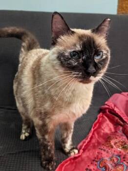 VIVIAN -  Siamese Cat for Adoption in Kenosha, Wisconsin - VIVIAN | PetCurious