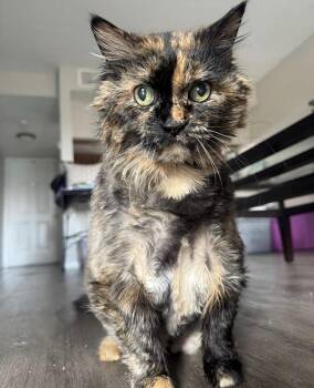 Chloe -  Domestic Long Hair Cat for Adoption in Tampa, Florida - Chloe | PetCurious