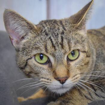 Rescue Tabby and Domestic Short Hair Cats for Adoption in Huntley, Illinois - Phoebe | PetCurious