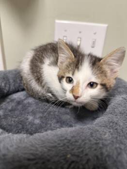 Bessie Belle -  Domestic Short Hair Cat for Adoption in Evansville, Indiana - Bessie Belle | PetCurious