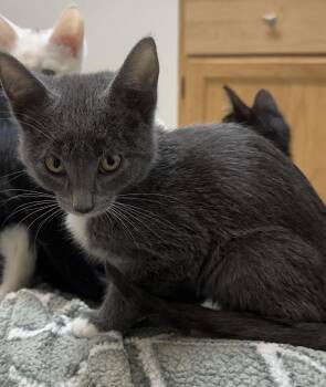C342 Litter Ginger -  Domestic Short Hair Cat for Adoption in Livonia, Michigan - C342 Litter Ginger | PetCurious