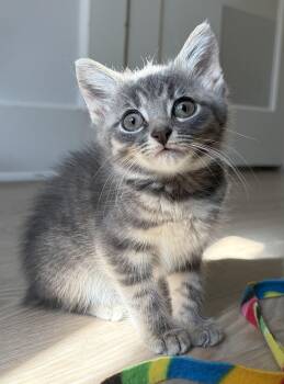 Pierre -  Domestic Short Hair Cat for Adoption in Montclair, New Jersey - Pierre | PetCurious