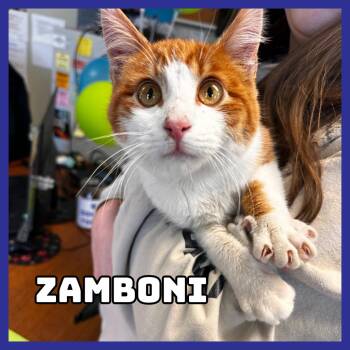 Domestic Short Hair Cats Available for Adoption - Zamboni | PetCurious