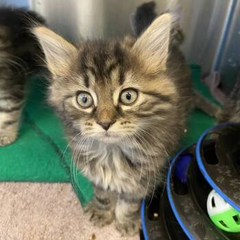 Rescue Domestic Long Hair Cats for Adoption - Dart | PetCurious