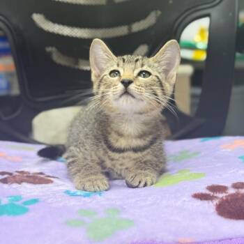 Rascal -  Domestic Short Hair Cat for Adoption in Spring Hill, Kansas - Rascal | PetCurious