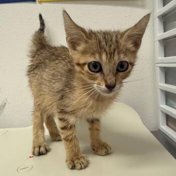 Derry -  Domestic Short Hair Cat for Adoption in Edinburg, Texas - Derry | PetCurious