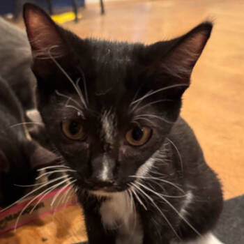 Rescue Domestic Short Hair Cats for Adoption in Brea, California - Primrose | PetCurious