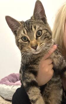 Rescue Tabby Cats for Adoption in Hamilton, Ontario - Chicken | PetCurious